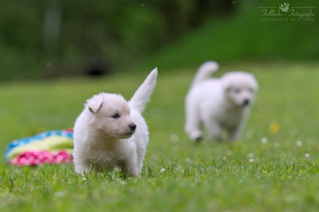 Fotoshooting A-Wurf